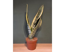 Sansevieria futura superba 8,5cm kweekpot 25-30cm