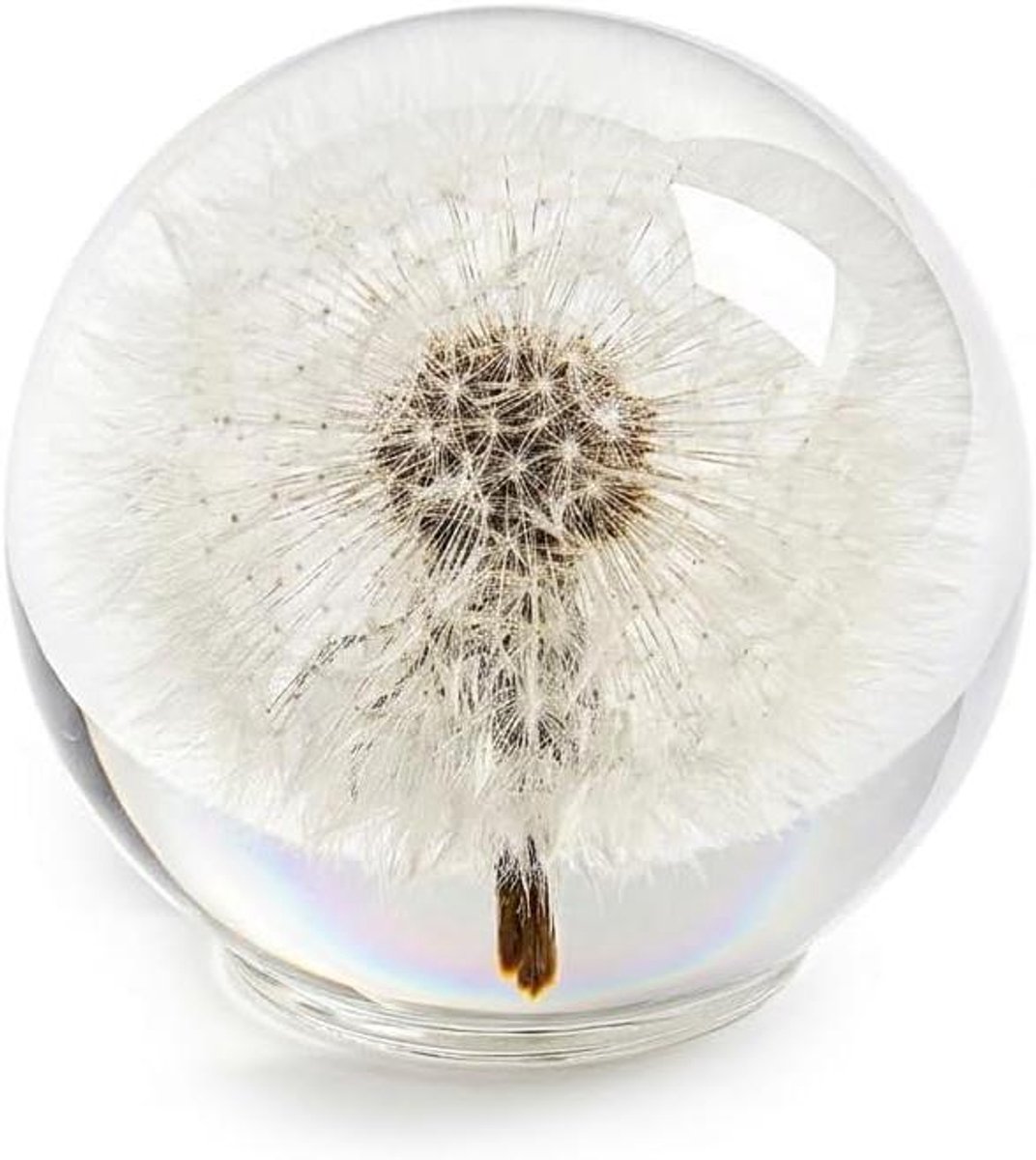 Paardenbloem presse-papier - Kristallen bol - Decoratief geschenk - Echt geconserveerd - 65 mm - Transparant