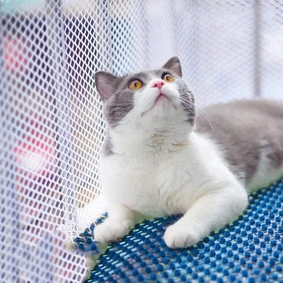 Veiligheidsnet Katten - Valbeveiliging Net - Balkon Beveiliging - Scheurvast Materiaal - 1.8cm Mesh - Zwart
