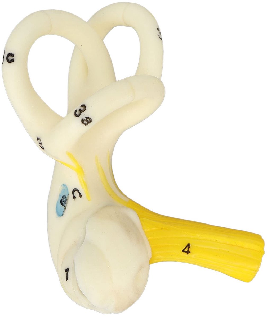 JHUBERS- Oormodel Anatomisch - Binnenoor Model - Onderwijsmodel - Semicirculaire Kanalen - Leerhulpmiddel - Duidelijke Structuur