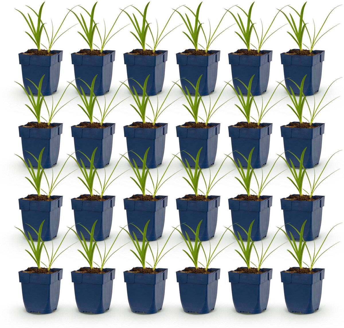 Green boutiQ - Vasteplant - Agapanthus africanus Albus - Afrikaanse Lelie - Bijen en Vlinderlokkers - Wit - 24 Planten - Pot 11cm - Hoogte 15-25cm
