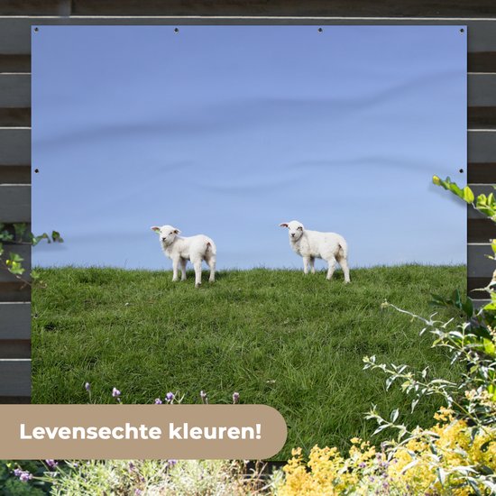 Tuinposter 200x200 cm - Tuindecoratie Twee lammetjes die zich op een grasdijk bevinden - Poster voor in de tuin - Buiten decoratie - Schutting tuinschilderij - Tuindoek muurdecoratie - Wanddecoratie balkondoek