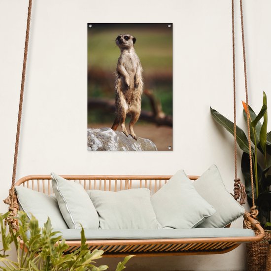 Affiche de jardin suricate regarde autour de 60x90 cm - Toile de jardin / Toile d'extérieur / Peintures d'extérieur (décoration de jardin)