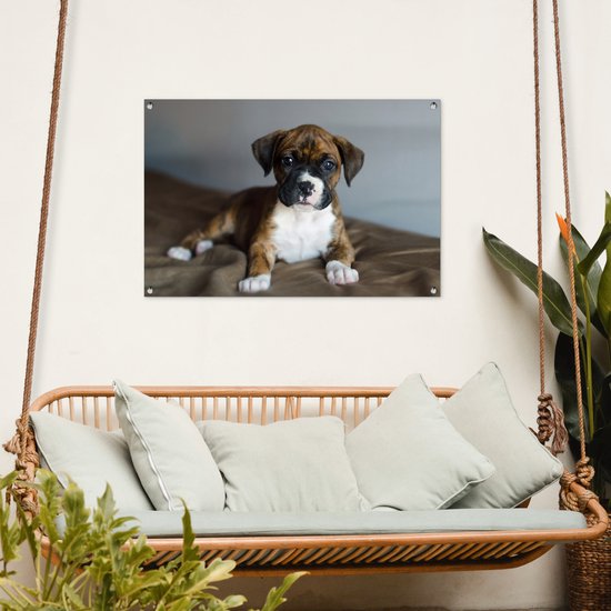 Affiche de jardin chiot Boxer couché sur un kussen 90x60 cm - Toile de jardin / Toile d'extérieur / Peintures pour l'extérieur (décoration de jardin)
