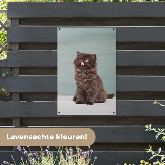 Posters de jardin Chaton persan tirant la langue - 60x90 cm