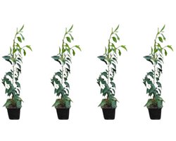 4 stuks Portugese laurier | Prunus l. 'Angustifolia' | Groenblijvende haagplant