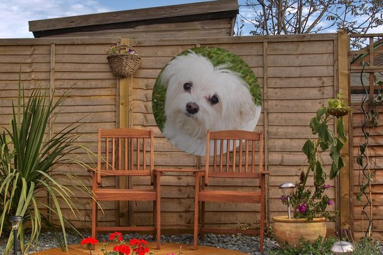 Affiche de jardin ronde représentant un chien maltais blanc sur une clôture en bois dans un jardin, avec deux chaises.