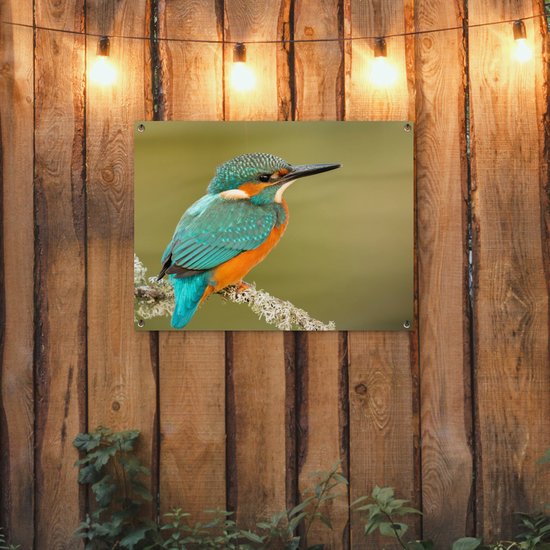 Tuinposter 80x60 cm - Tuindecoratie IJsvogel - Dieren - Vogel - Poster voor in de tuin - Buiten decoratie - Schutting tuinschilderij - Tuindoek muurdecoratie - Wanddecoratie balkondoek