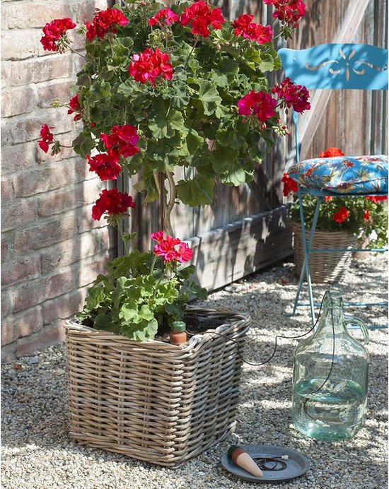 6 Stuks Automatische Waterdispenser voor Binnenplanten, Ideaal voor Planten en Bloemen, Handige Watergeefoplossing voor Thuisgebruik van Merkloos	 — afbeelding 3