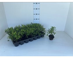 3 stuks Boerenjasmijn | Philadelphus 'Manteau d'hermine'
