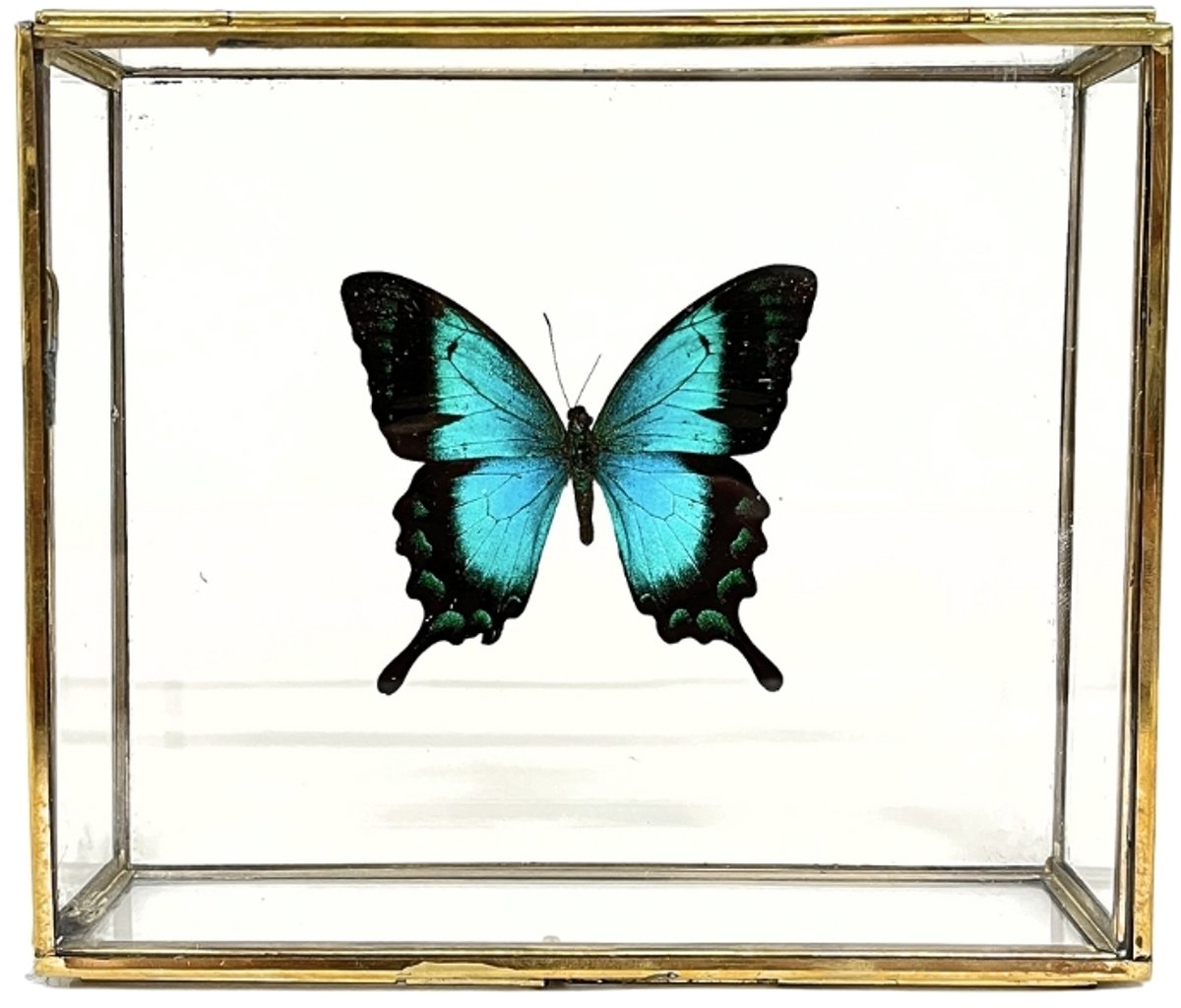 Blauwe vlinder - Papilio Ulysses Ulysses in elegante glazen kistje met gouden rand
