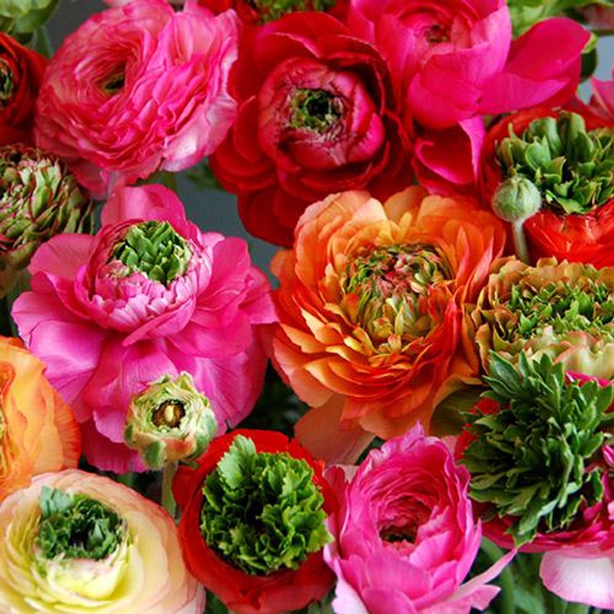 Bulbs by Brenda | Ranunculus Reinette Mix | 10 stuks | ranonkels