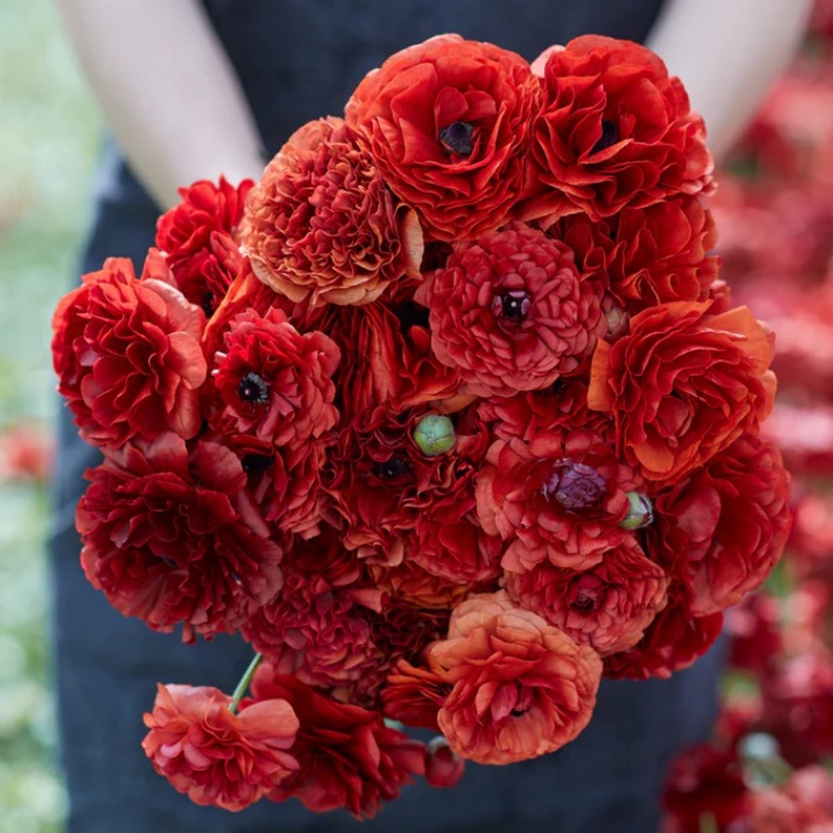 Bulbs by Brenda | Ranunculus Pauline Chocolat | 10 stuks | ranonkels