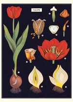 Poster Tulp - Cavallini & Co - Vintage Schoolplaat Tulipe
