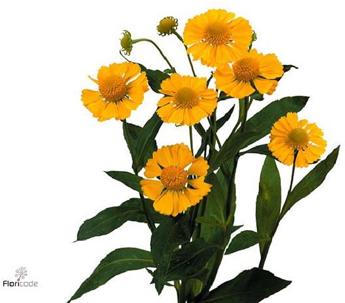 10x Helenium kanaria 60cm