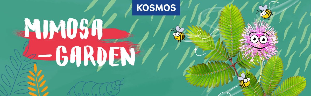 KOSMOS Mimosa Garden - Experimenteerset - Kweek Je Eigen Gevoelige Mimosa Planten - Mini Kas Inclusief Zaden - Ontdek Hoe Planten Reageren op Aanraking - STEM Speelgoed - Vanaf 6 Jaar — cadeau in Spellen & Speelgoed - foto 5