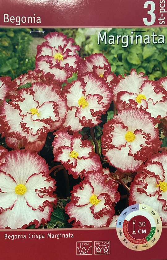 Begonia Crispa Marginata wit-rood | 3 stuks | Knol | Geschikt voor in Pot |  Rood | Wit... | bol