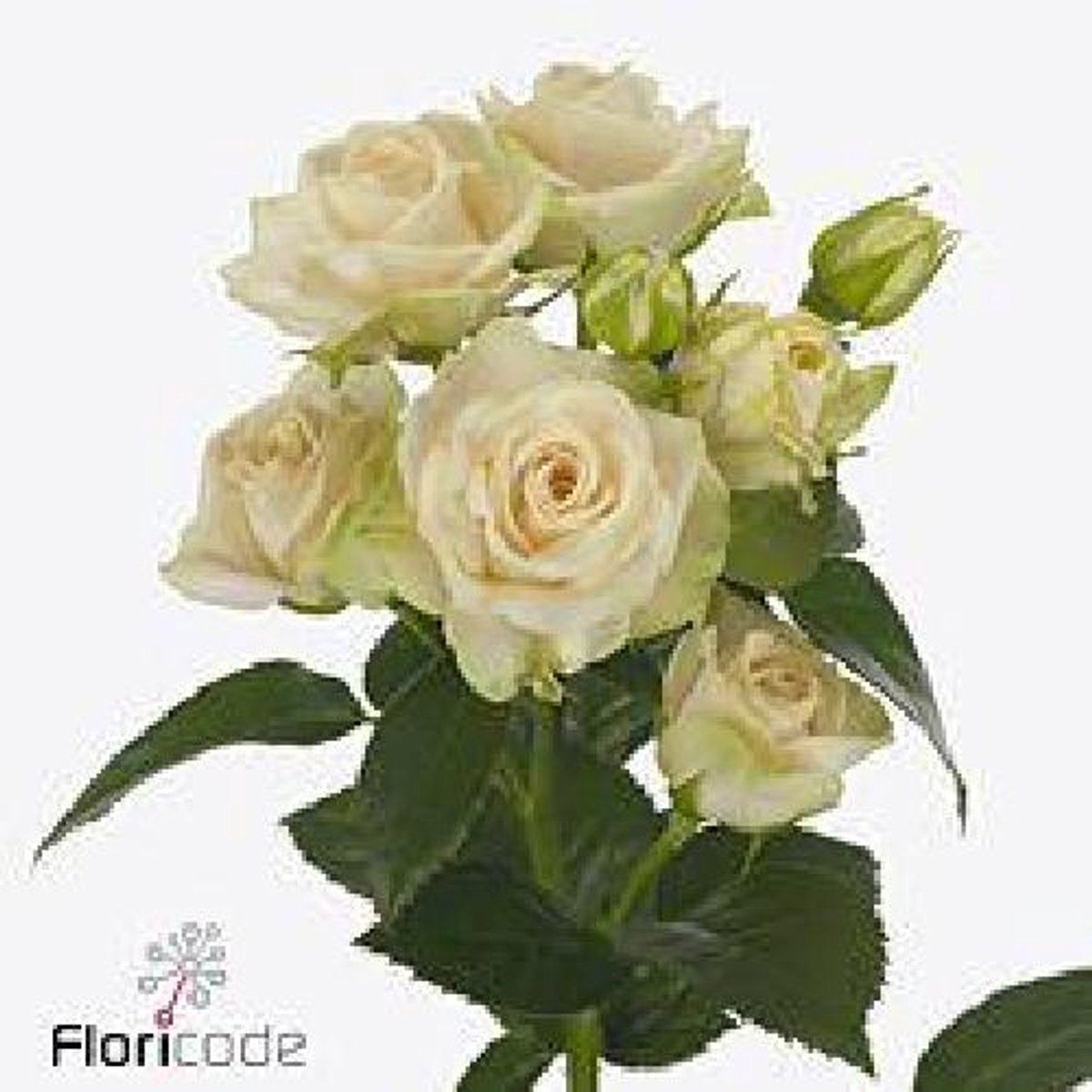 10x Rosa tr. whitney 50cm