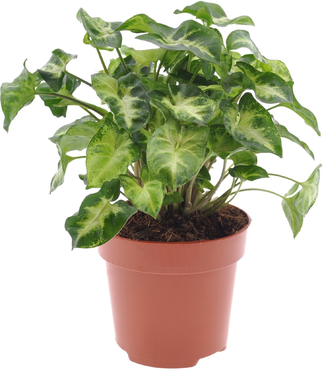 Syngonium | Pixie | 30cm