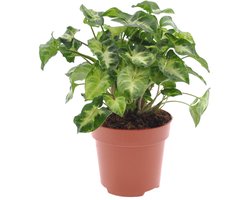 Syngonium | Pixie | 30cm