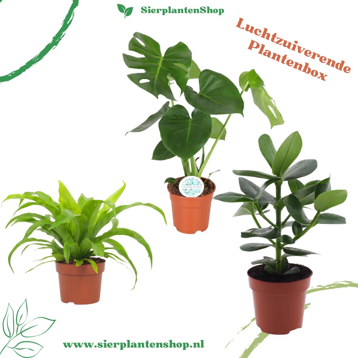 Clusia, Asplenium & Monstera - Luchtzuiverende Plantenbox – Ø12 cm – ↨35 cm – 3 kamerplanten inclusief gratis Witte Sierpotten – Decoratief & Onderhoudsvriendelijk