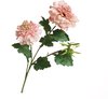 Roze