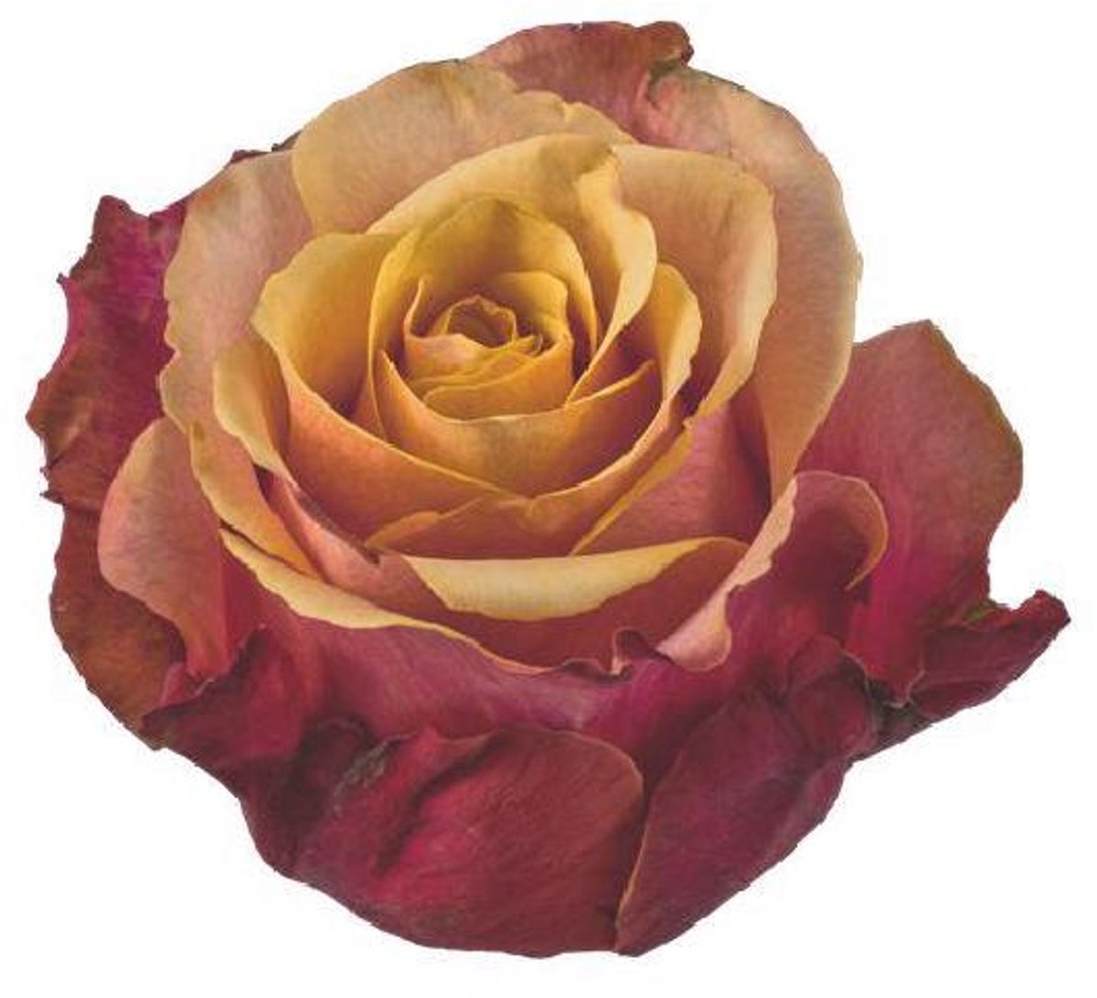25x Rosa cherry brandy 60cm