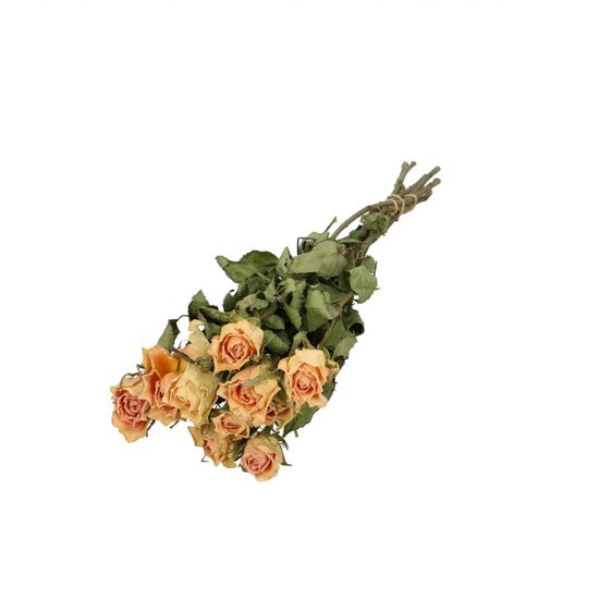 Abrikooskleurige gedroogde rozen | Rozen droogbloemen | 10 rozen per bos | Lengte 40 centimeter | Per bos te bestellen
