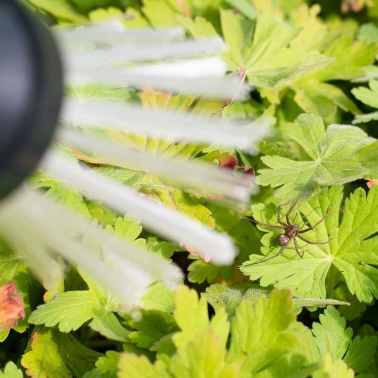 Een spin op een groene plant, met een spinnenvanger met witte borstelharen erbij.