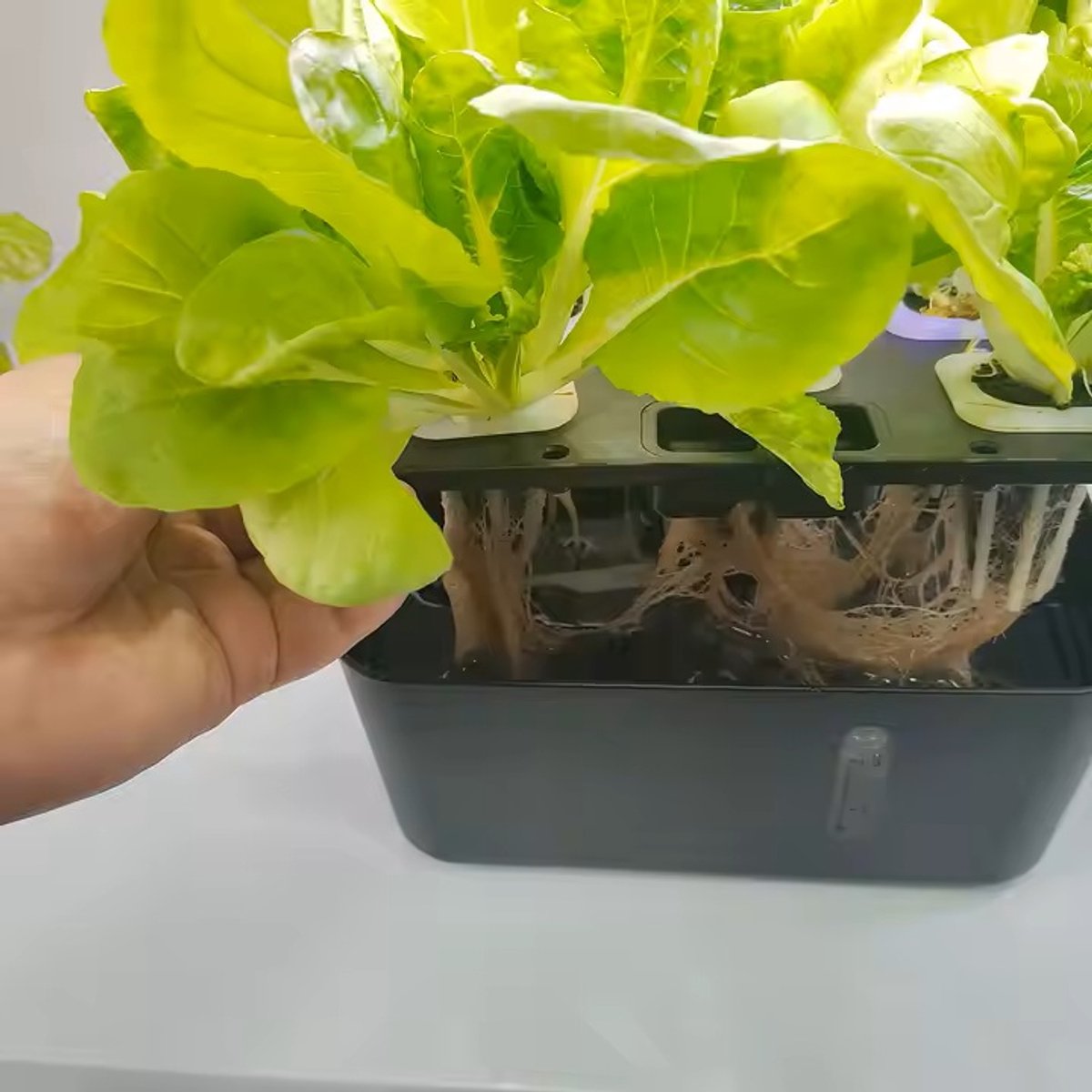 Intelligent Indoor Hydroponics, 12 Pods Hydroponics Grow System with Intelligent Indoor Hydroponics, 12 Pods Hydroponics Grow System with