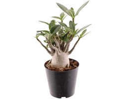 Adenium Obesum - Hoogte 30cm - Pot 12cm