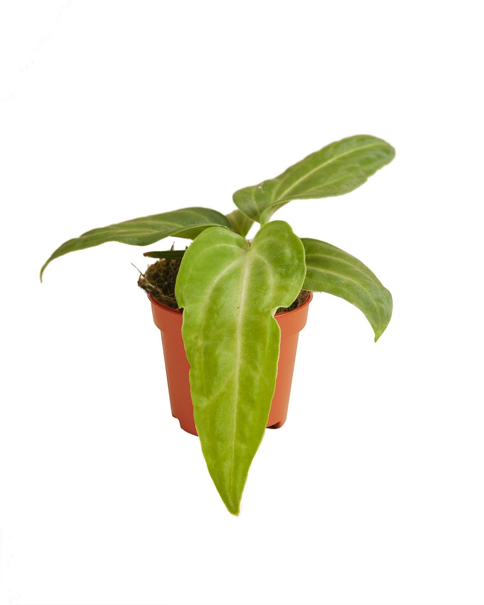 Anthurium Villenaorum kopen