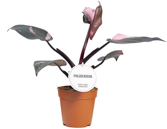 Philodendron Pink Princess - Hoogte 25cm - Pot 12cm