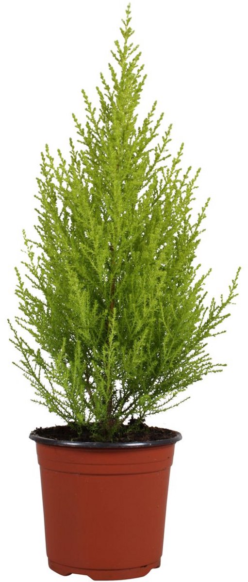 Cupressus macrocarpa 'Goldcrest Wilma' - Hoogte 50cm - Pot 14cm