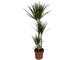 Dracaena Marginata - Hoogte 120cm - Pot 21cm