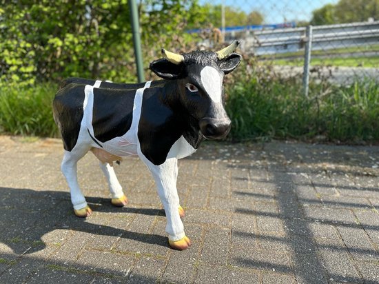 Zwart-wit kalfbeeld met hoorns, gouden hoeven en een witte bles.