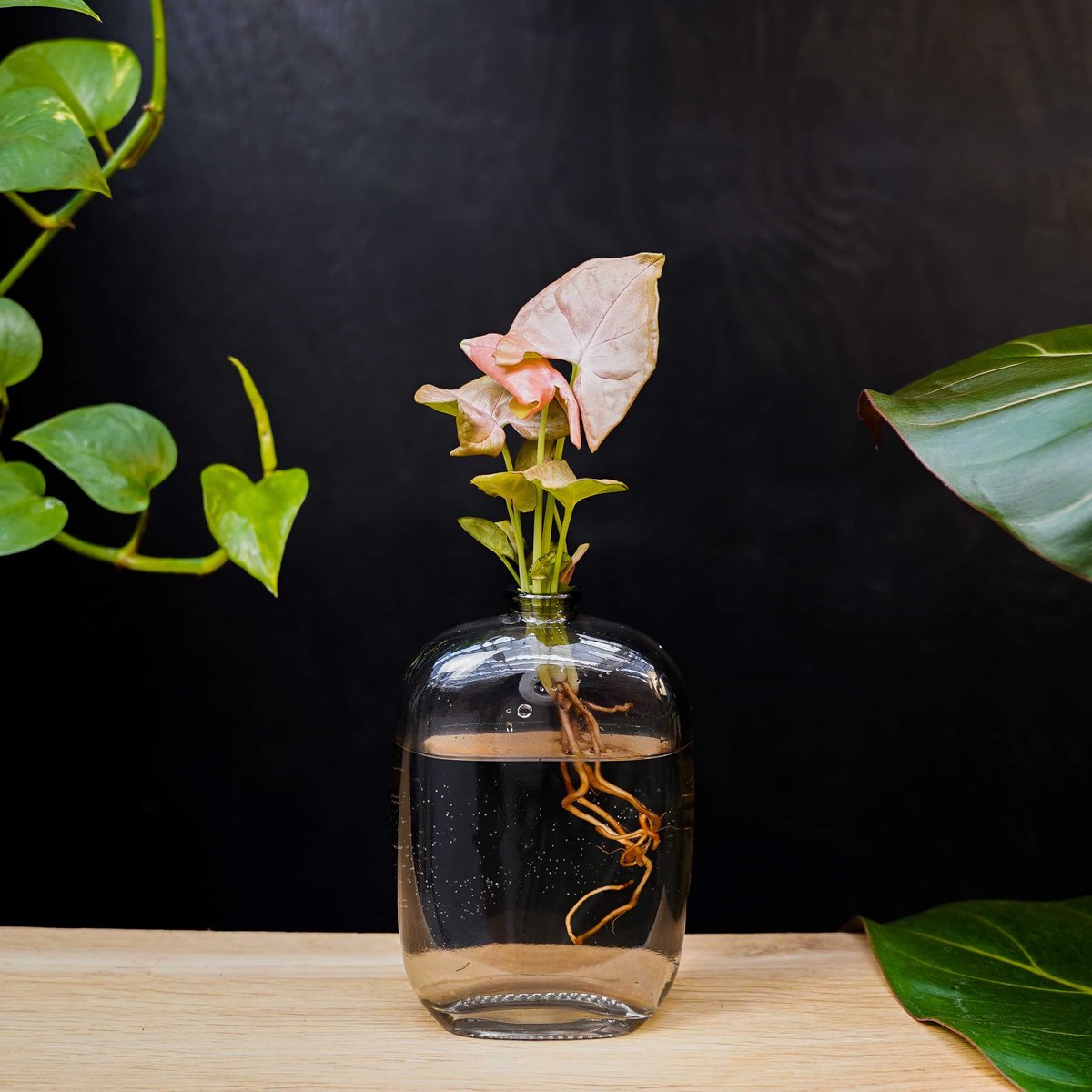 Santiago | Hydroponie | Muurdecoratie | Grijs glas |Syngonium Neon