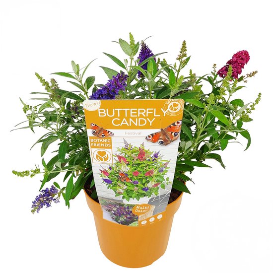 Bloomique - Campsis Radicans Flava - Trompetbloem - Geel - Klimplanten - Tuinplanten - Winterhard - 50-70 cm Hoog - Pot 15 cm