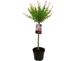 Bloomique - Salix Integra Flamingo - Bonte Wilg - Tuinplanten - Winterhard - Hoogte 80-100 cm - Pot 19cm