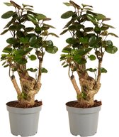 Bloomique - Set van 2 - Polyscias Fabian - Aralia - Kamerplanten - Luchtzuiverend - Diervriendelijk - Gemakkelijk in onderhoud - Hoogte 30-40 cm - Pot 12 cm