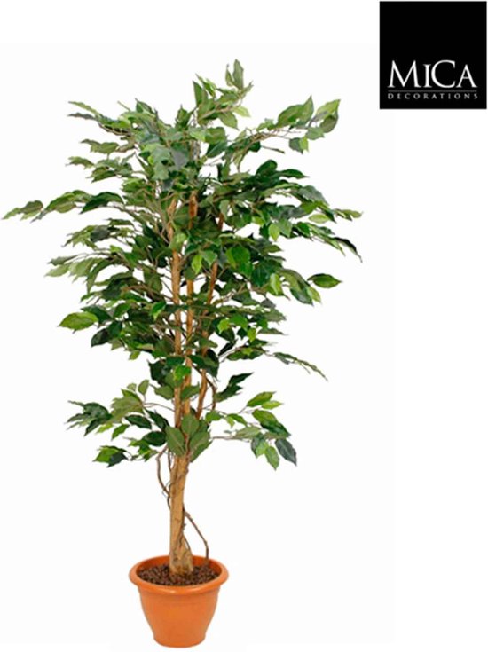 Green Me Up Hydro Set XL Büropflanze Ficus Benjamina mit