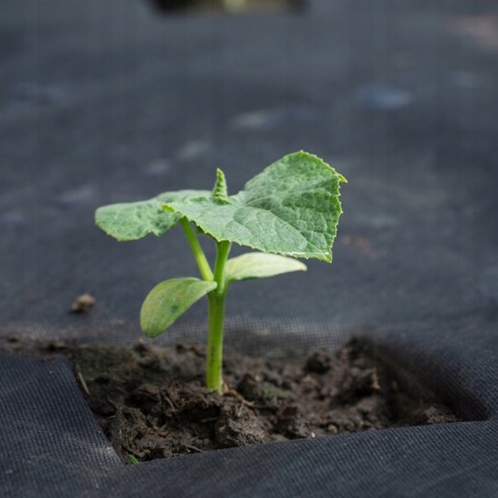 Agrotextile, Garden fleece / Weed fleece Zwart 1,6 m 100 g/m² avec protection UV Qualité UE / 10 m de long, 1,1 m de large