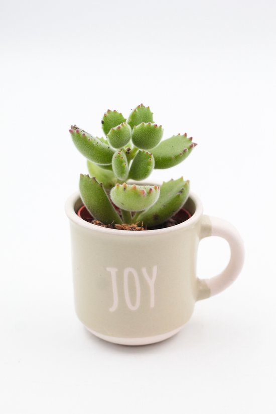 Bakkie koffie? – Koffiemok "PEACE" met cactus of vetplant – Keuze uit 6 teksten – Cadeau tip - Sierpot voor binnen
