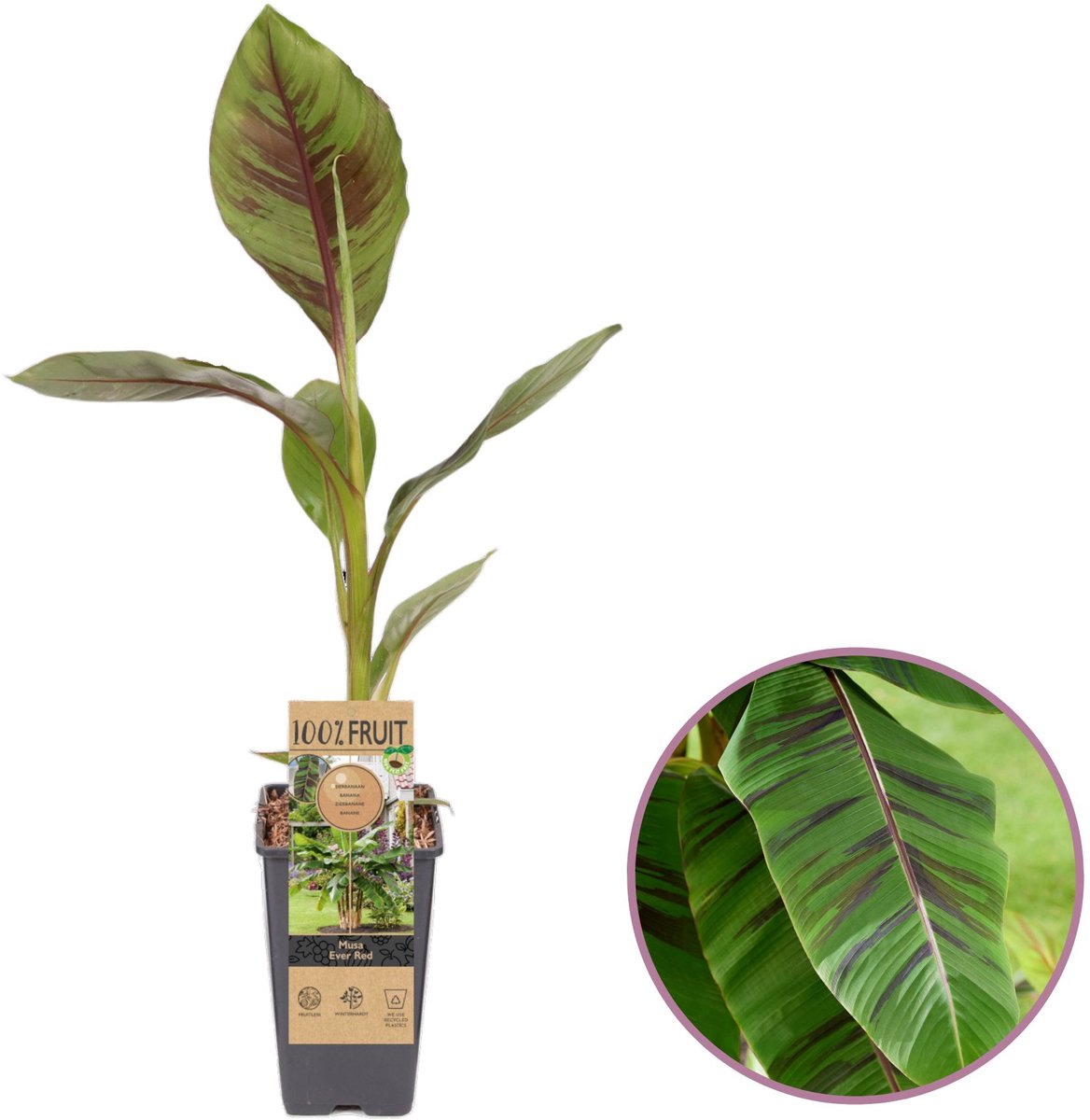 Bananenplant - Musa Ever Red - Tuinbanaan - hoogte 45-55cm - Pot 15 cm