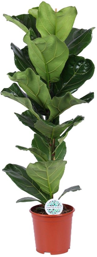 Ficus Lyrata - Vioolbladplant - P21 kopen