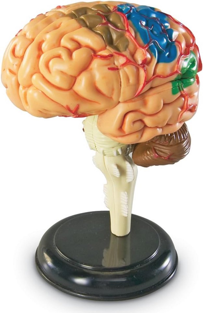 Menselijk Anatomie Model 31-Stuk Set - Educatief Speelgoed voor Jonge Wetenschappers