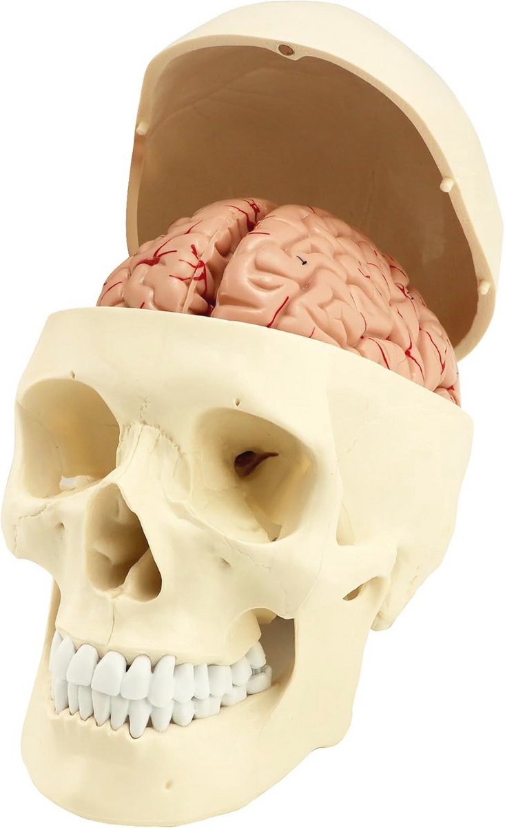 3-delig schedelmodel en 8-delig hersenmodel met cijfers 1:1 levensgroot anatomisch model voor medisch leren