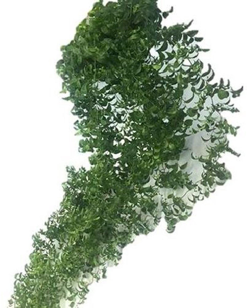 10x Sg smilax garland 80cm