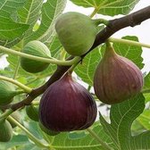 Vijgenplant - Brown Turkey - kleinfruit - fruitstruik - vijg