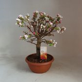 Bonsai Appelboom